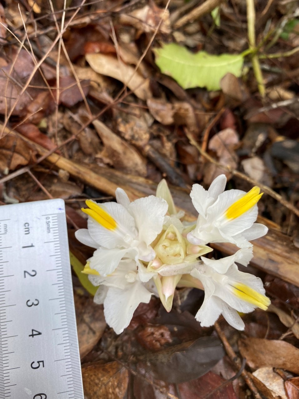 Curcuma sixsensesensis và Curcuma vinhlinhensis, hai loài mới thuộc chi phụ Ecomata ở Duyên hải miền Trung Việt Nam